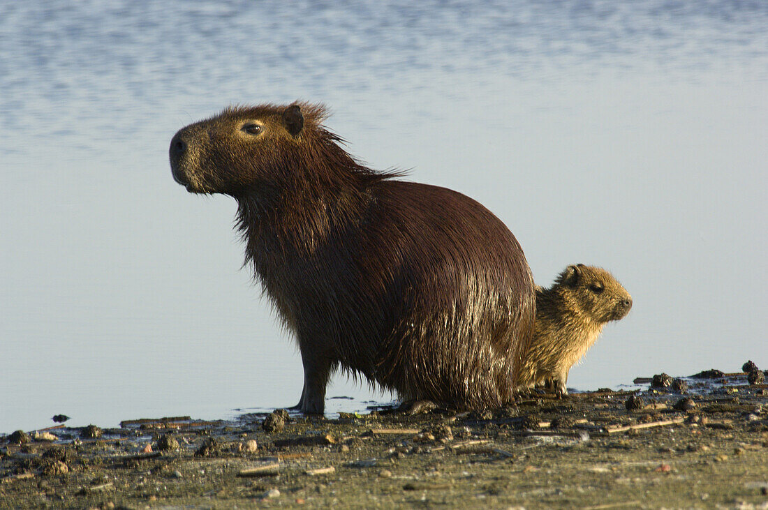 'A female capybara or ''carpincho'' hydrochaeris hydrochaeris, and two babies dry off in the sun after a swim in Laguna Parana, Estancia San Alonso, Esteros del Ibera, Corrientes, Argentina.  San Alonso, once a working ranch, is now a nature preserve that