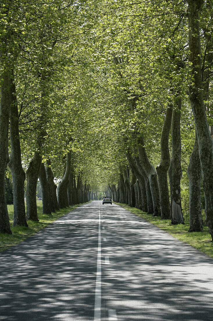 A beautiful tree-lined road between Pauillac and St. Estephe, Medoc, Bordeaux wine region, France.