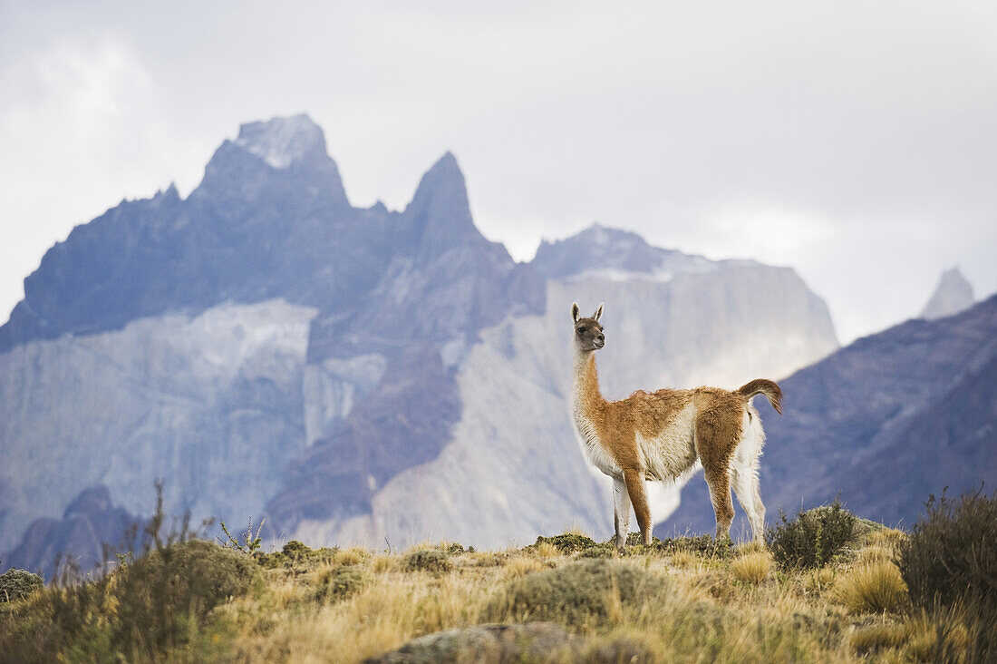 A guanaco looks out over the landscape on March 1, 2008 in Las Torres Del Paine National Park, Chile.
