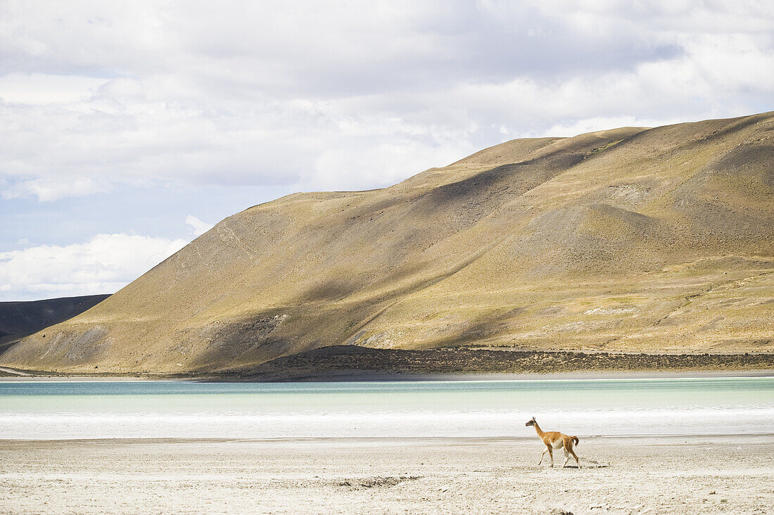 A guanaco walking beside Laguna Armaga on March 1, 2008 in Las Torres Del Paine National Park, Chile.