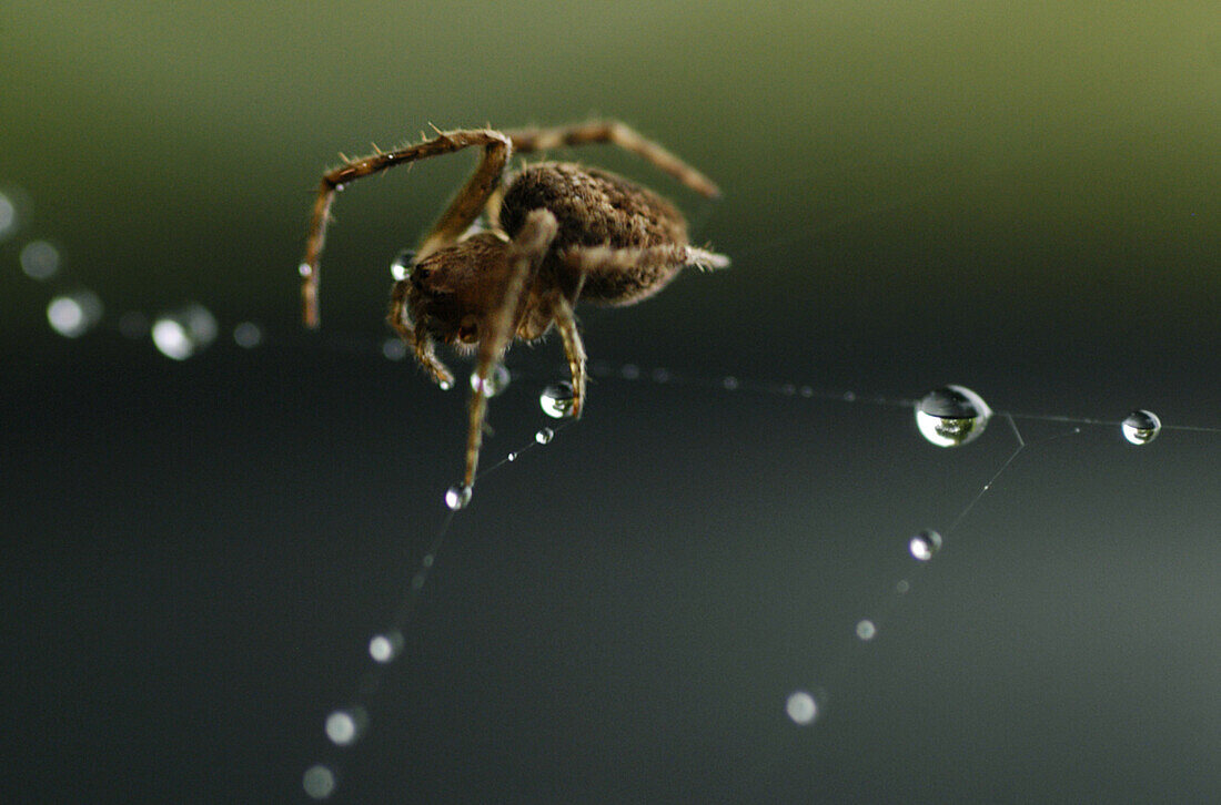 An Orb Weaver spider makes it's way across a wet web after a rainshower on September 15, 2006 in upstate New York.