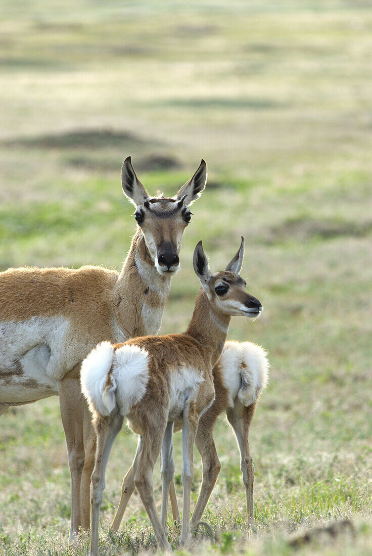 A female pronghorn antelope Antilocapra americana, and twin babies stand at alert in the grasslands of Wind Cave National Park, in the Black Hills of South Dakota
