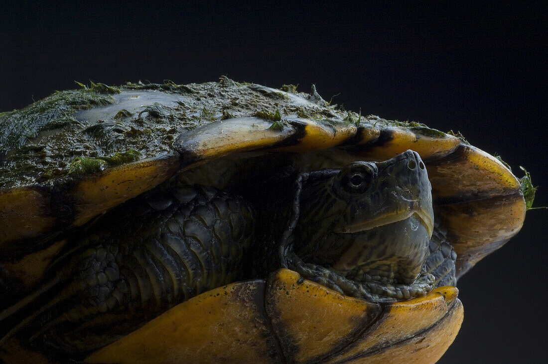 The Chicken Turtle Deirochelys reticularia, is an uncommon freshwater turtle found in the southeast of the United States. Found in a local pond on June 11, 2008.