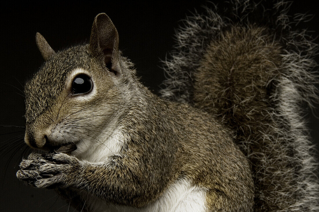 One of the main differences between squirrels and the rest of the rodent family is their large bushy tails.