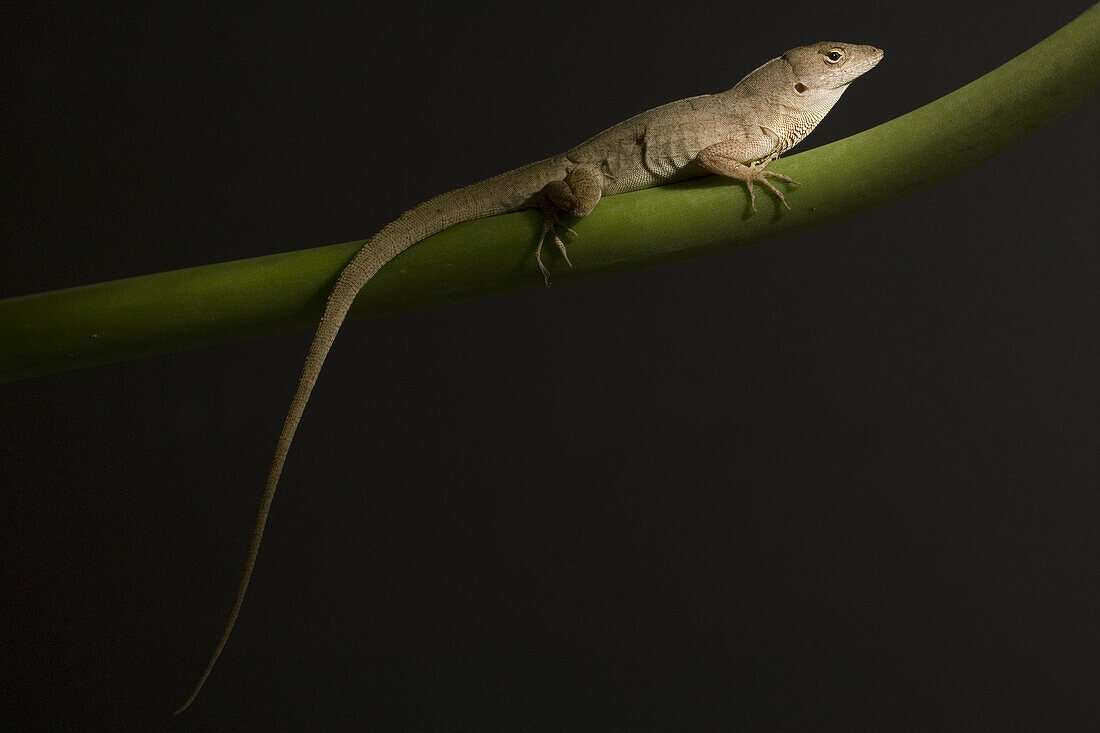 Anoles are small and common lizards that can be found throughout the southeastern United States.