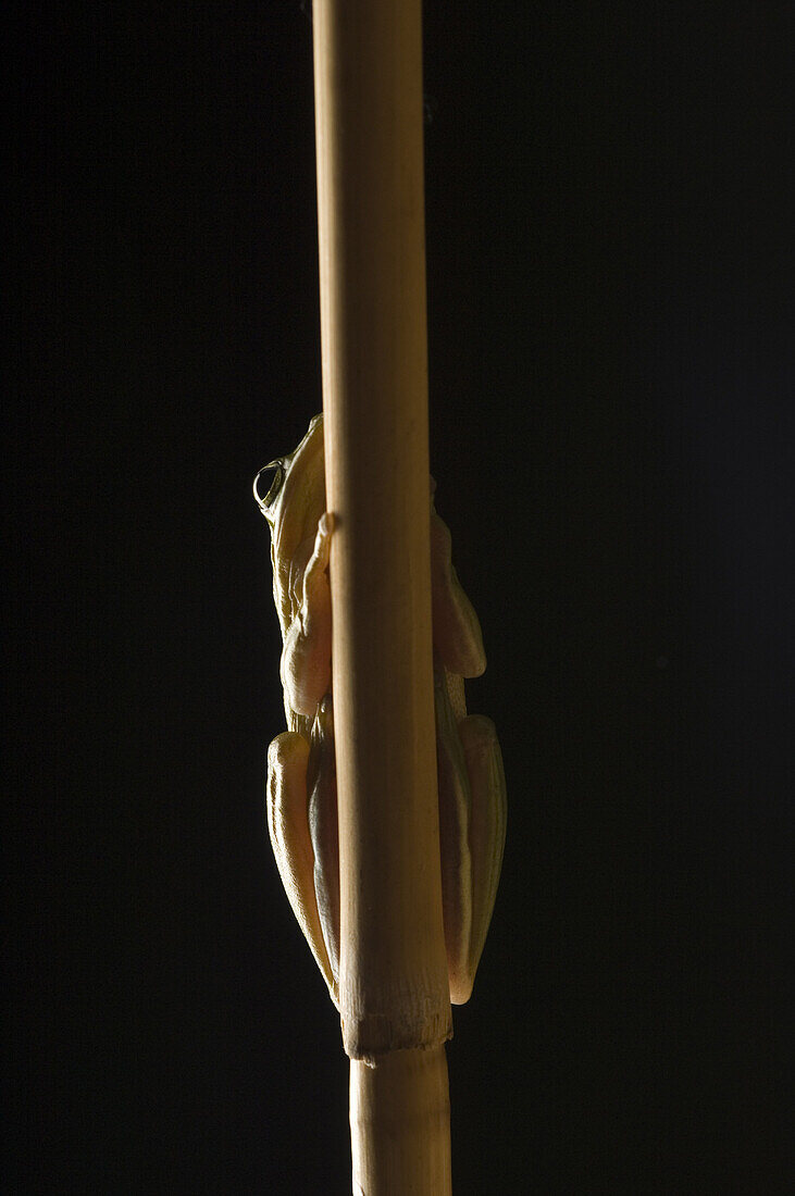 The American green tree frog Hyla cinerea, is a common species of frog throughout the southern states. They can often be found near porch lights where they are eating on insects.