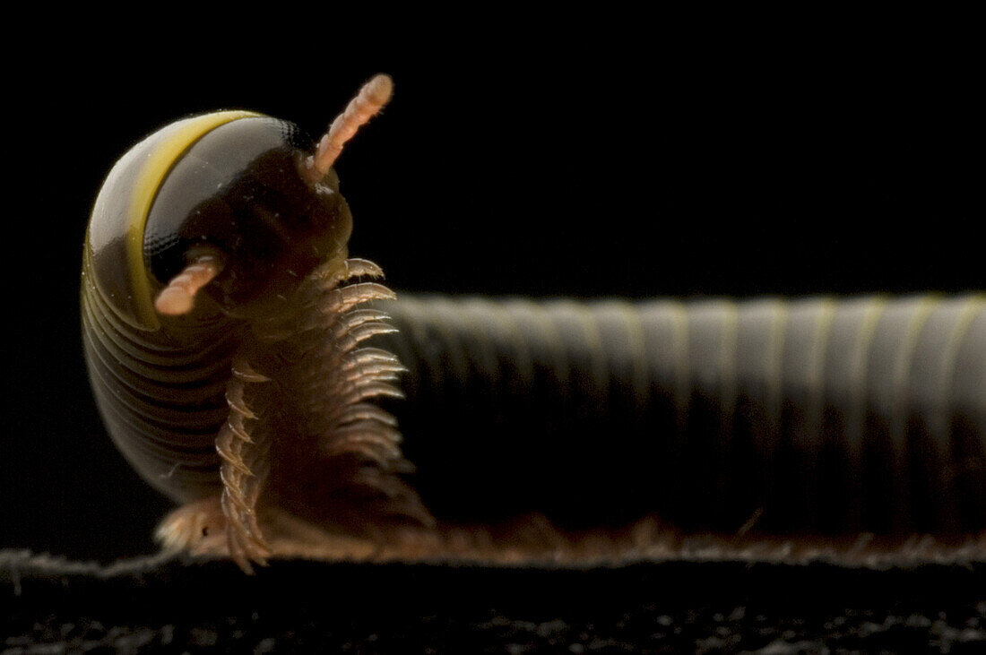 The Florida Ivory millipede Spirobolida: Spirobolidae, a class of arthropod is thought to be among the first animals to have colonized land during the Silurian geologic period. The millipede's most obvious feature is its large number of legs. contrary to 