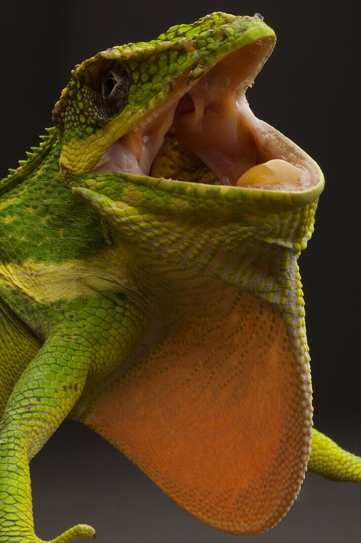 The Cuban Knight Anole Anolis equestris, is the largest anole in the world. It is native to Cuba, but has been introduced to South Florida. Growing to a length of 13 to 20 inches it is fiercely territorial and aggressive to anything that enters its territ