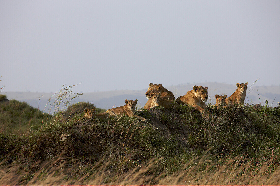 A family group of female Lions, Panthera Leo, with their cubs, is resting in the early morning sun. Masai Mara, Kenya, Africa.