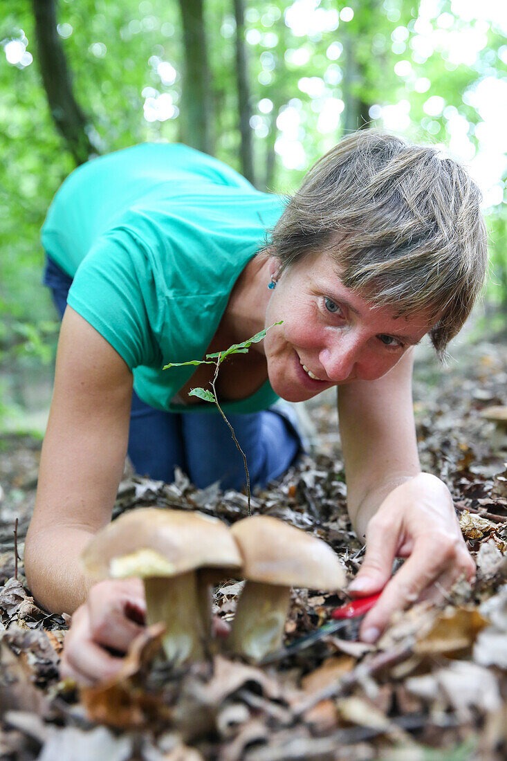 Woman collecting mushrooms, Schorfheide-Chorin Biosphere Reserve, Neudorf, Friedenfelde, Uckermark, Brandenburg, Germany