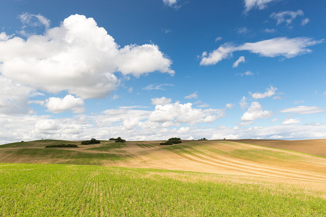 Scenery with fields in summer, Schorfheide-Chorin Biosphere Reserve, Uckermark, Brandenburg, Germany