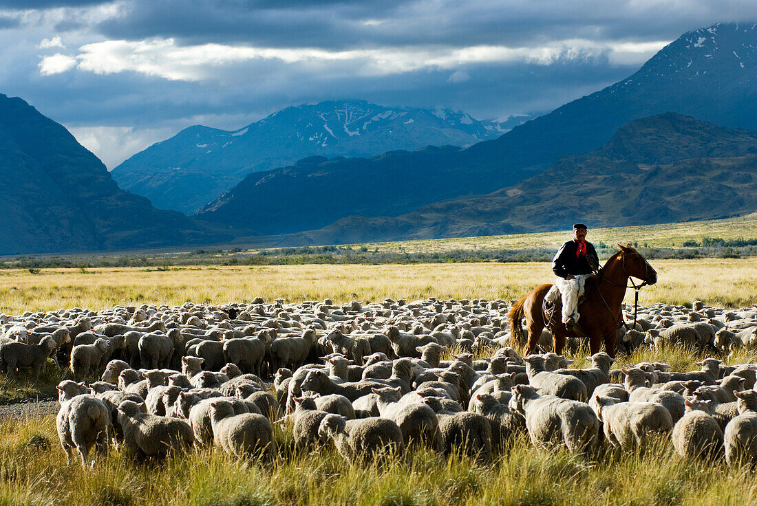 The last remaining Goucho and his family herd the sheep and cattle that feed the staff at the Estancia Chacabuco, this estancia, previously one of the largest in Chilean Patagonia is now becoming the new Patagonia National Park. The process of creating th