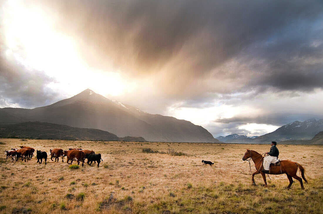 'The last remaining Goucho and his family herd the sheep and cattle that feed the staff at the Estancia Chacabuco, this estancia, previously one of the largest in Chilean Patagonia is now becoming the new Patagonia National Park. The process of creating t