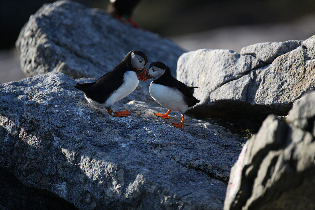 The National Audubon Society started Project Puffin in 1973 in an effort to learn how to restore puffins to historic nesting islands in the Gulf of Maine. Today the project is a success with more than 100 nesting birds each year.