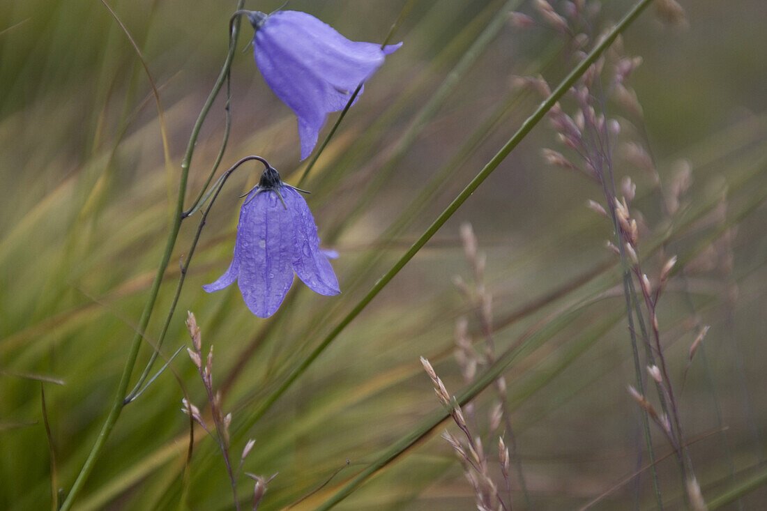 Wildflower  Artic harebell Campanula gieseckiana, at the Norse site of Sandnaes Sandy Point, Greenland.