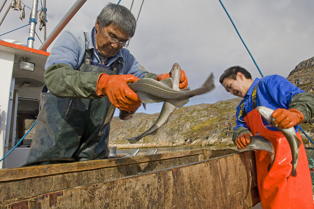Local cod fisherman Gerhardt Jakovbsen and his assistant Kristian Karlsen in Qaqortoq, Greenland. They go out in the morning and clean the fixed nets looking for Atlantic Cod to sell to Arctic Prime.