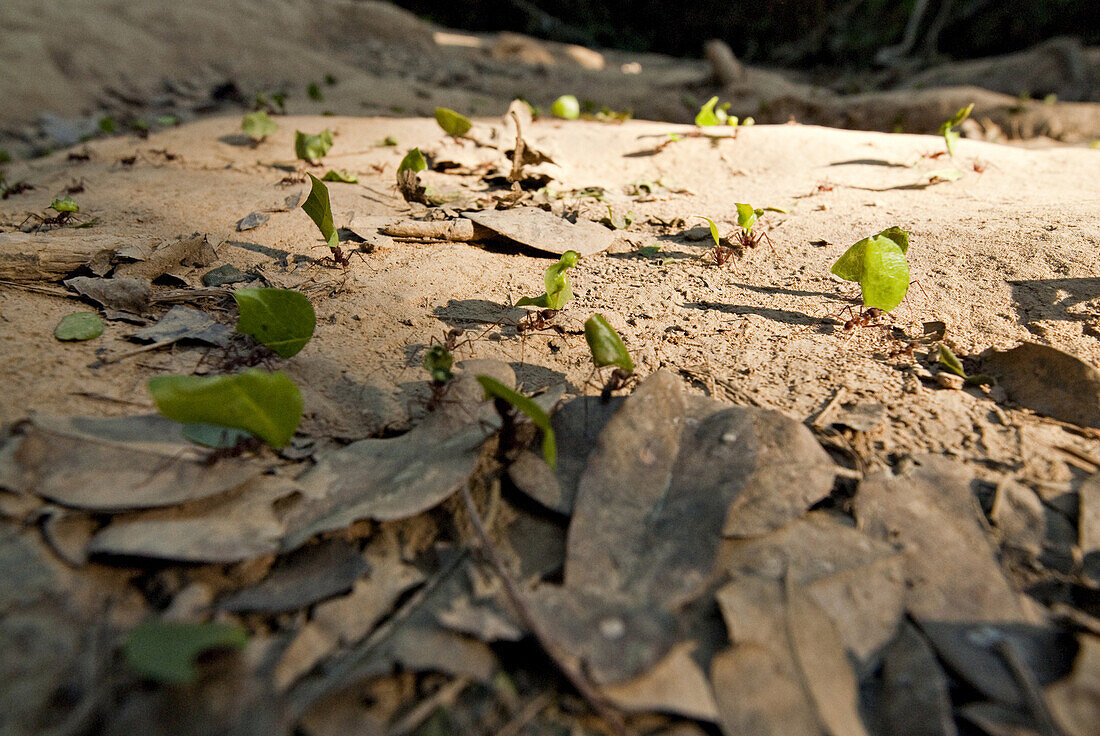 'Amazon Rainforest, Puerto Maldanado, Peru.  Bullet ants can carry up to 20 times their own weight and do so as they head to the main nest; a hole in the dirt in the amazon forest floor.'