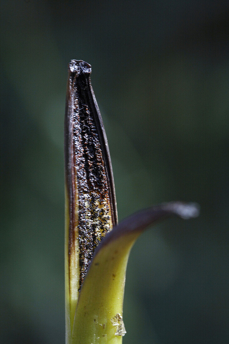 Tip of an mature vanilla bean