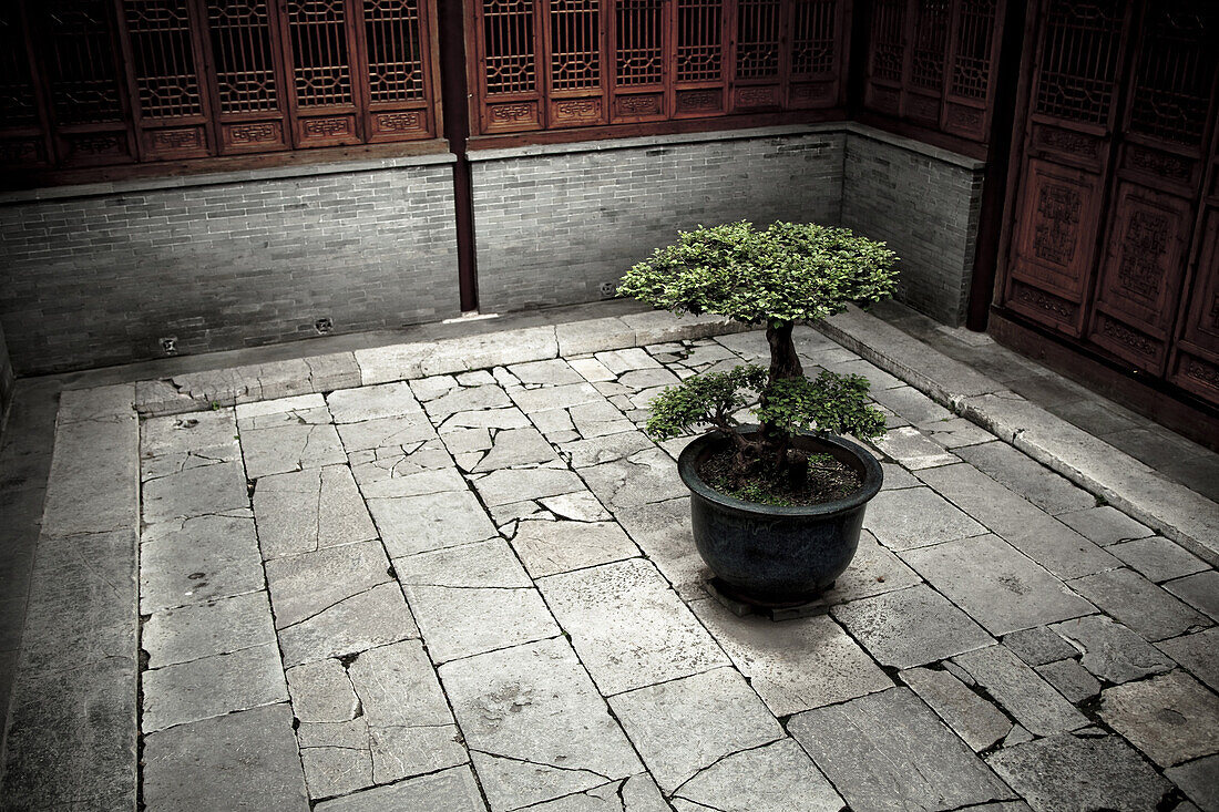 A lone tree stands in the courtyard of an historic residence now open to the public in Yangzhou, China, a suburb city of Shanghai and a major producer of photovoltaic cells for solar energy.