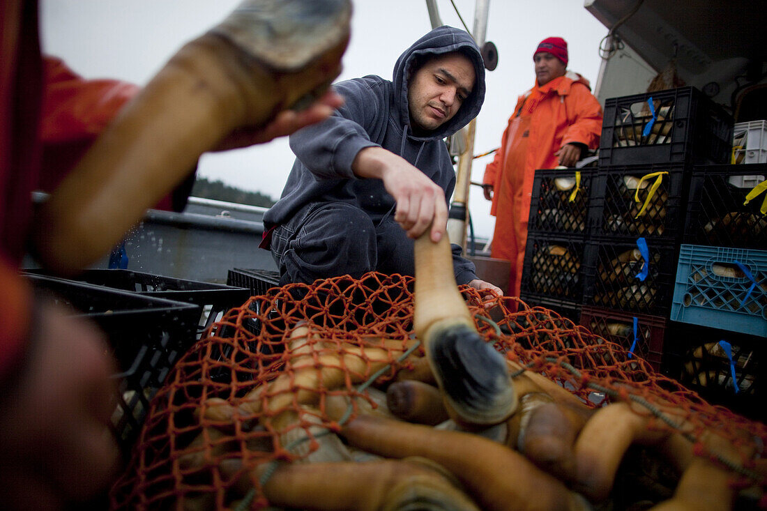 'Tribal diver Dustin Nichols sorts and crates harvested geoducks onboard the vessel ''Casino'' in Puget Sound near Suquamish, Washington on Tuesday, January 18, 2011. Suquamish Tribe divers can earn between $1000-2000 a day harvesting these clams, which i