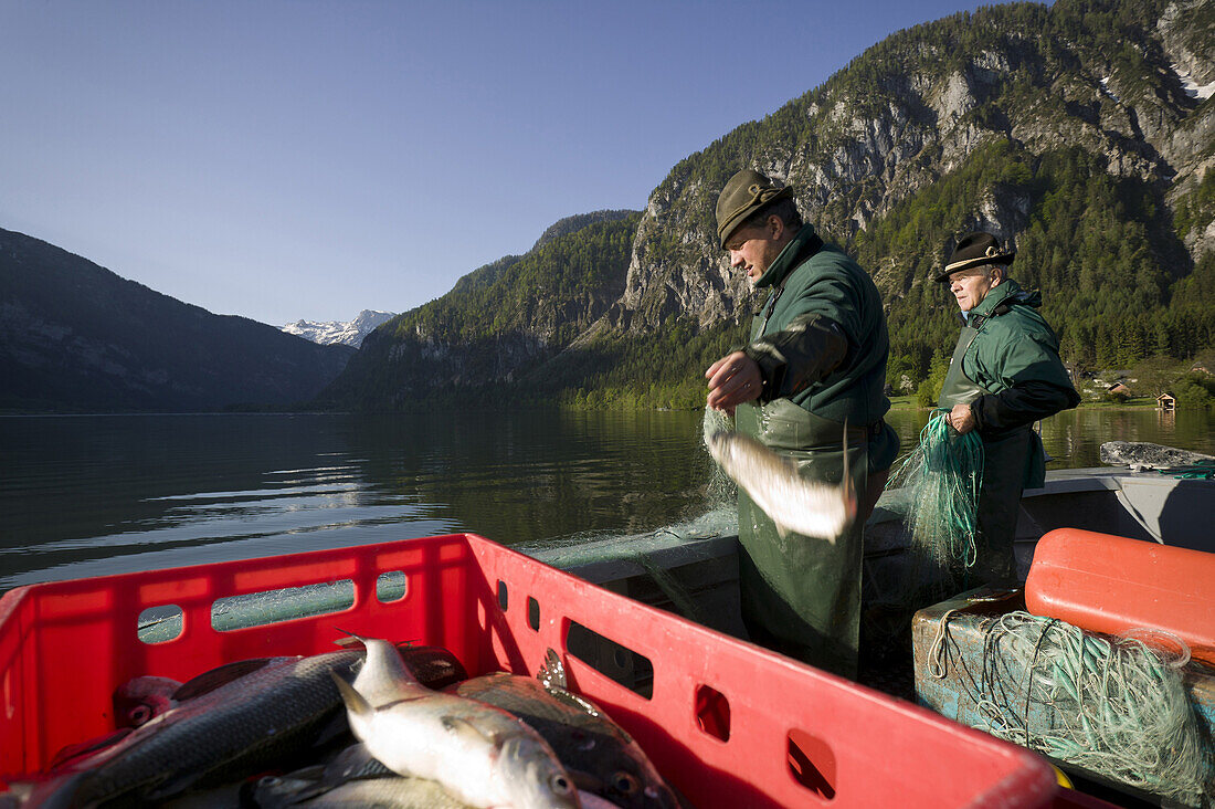 Fishermen collect fish from their nets on the Hallstatter See in the Salzkammergut region, Austria. The Salzkammergut region is a popular tourist destination in Austria.