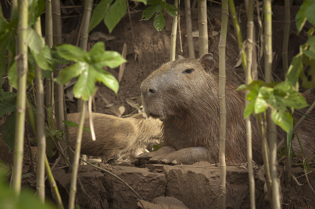 Capybaras,  the largest living rodent in the world along the Tambopata river near Puerto Maldonado, Peru, March 2011