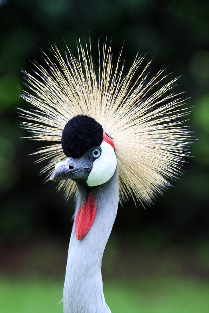 Grey Crowned Crane- Balearica regulorum