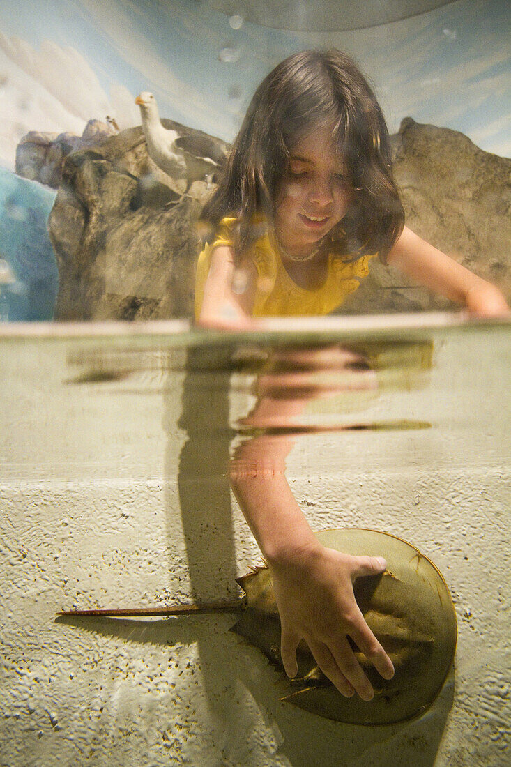 Emma Gimbrere checks out a horshoe crab in the touch tank at The Bruce Museum in Greenwich, Conn. The museum offers collections in fine and decorative arts, natural science and anthropology, plus festivals, and education programs.