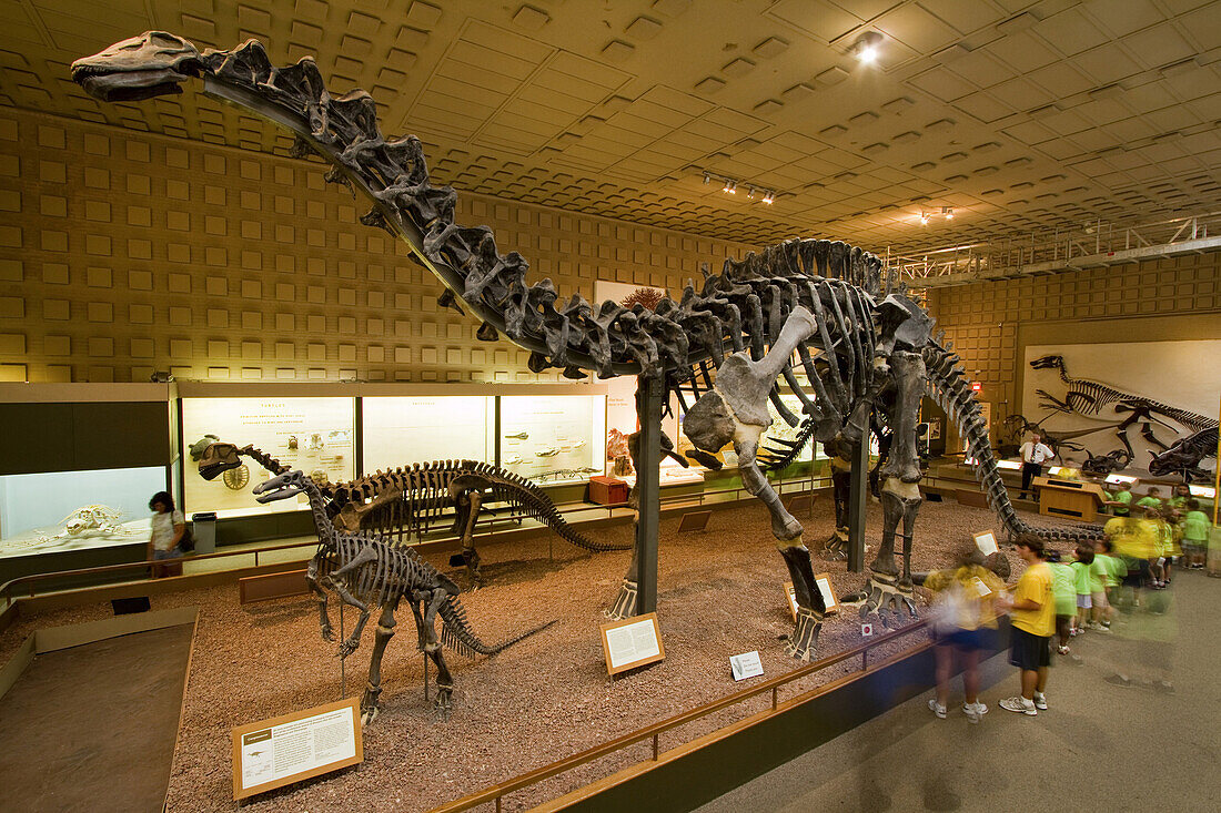 The Apatosaurus skeleton is the centerpiece of the Peabody Museum of Natural History at Yale University.