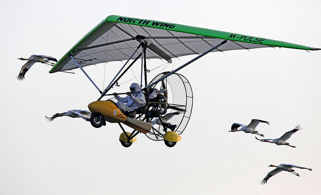 A group of Whooping Cranes fly behind an Ultralight operated by Operation Migration in the Necedah National Wildlife Refuge in Necedah, Wisconsin in September 2009. The ultralight will lead them to Florida during the fall migration.