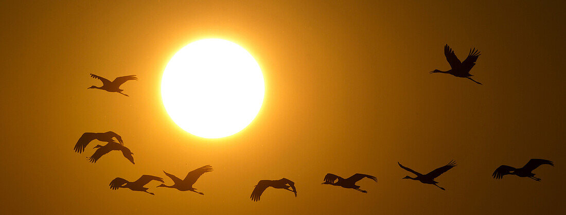 A group of Sandhill fly in front of the setting sun along the Wisconsin River in Baraboo,  Wisconsin.