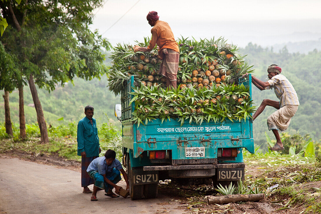 Bandarban,  Bangladesh - July 2011: Truck carrying pineapples in the rolling landscape of the Chittagong hill tracts near Bandarban Bangladesh.