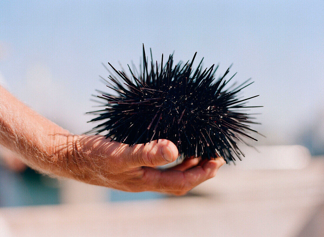 Peter Halmay 71, a former engineer turned sea urchin diver in San Diego,  Ca.,  displays an urchin on his boat after his second dive of the day. According to many,  the best urchins - the big Pacific Reds - come from the kelp forests off Point Loma,  Ca.