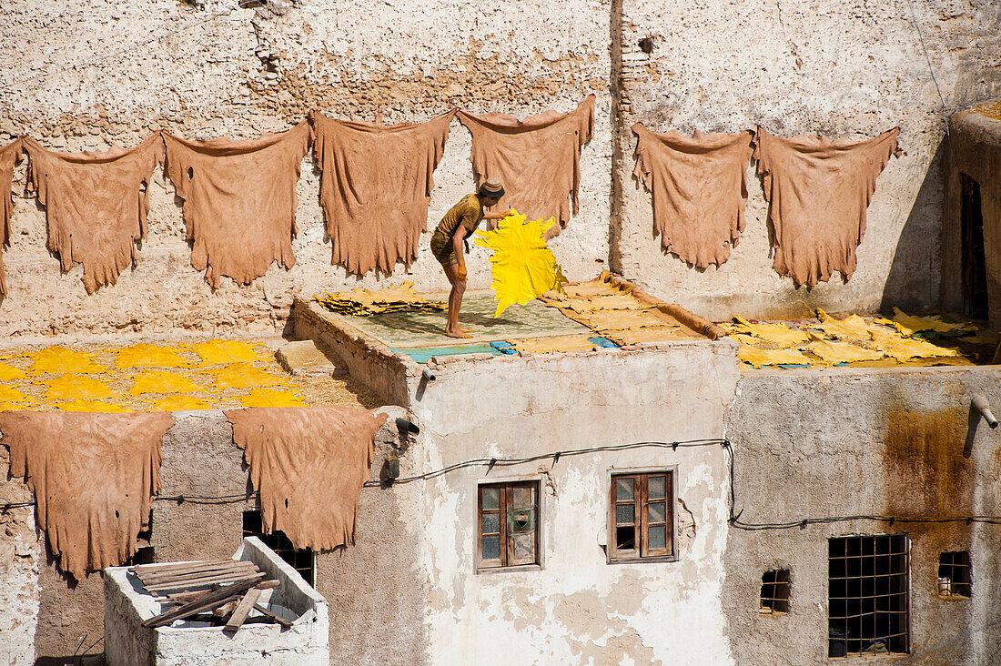 man drying out goat skins at  the Chouwara Leather Tannery of Fez, Morocco