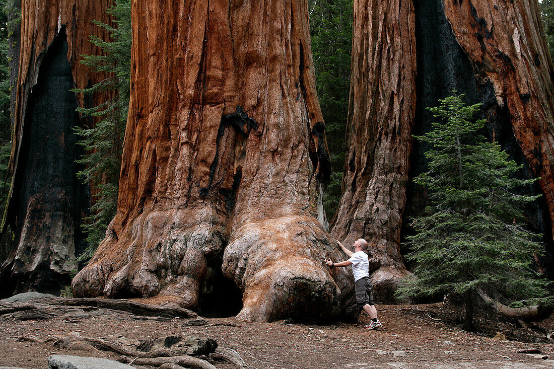 A male hiker next to a giant sequoia tree in Sequoia National Park.