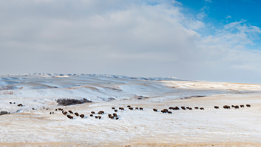 Ft. Peck has an existing herd of bison that are not genetically pure Yellowstone bison.  These run in a pasture next to the Yellowstone bison. The pure bsion are being held in a 20-acre pen until they're released to into a fenced pasture.