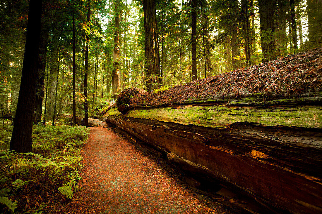 Giant trees and lush forest in Redwoods State National California, USA