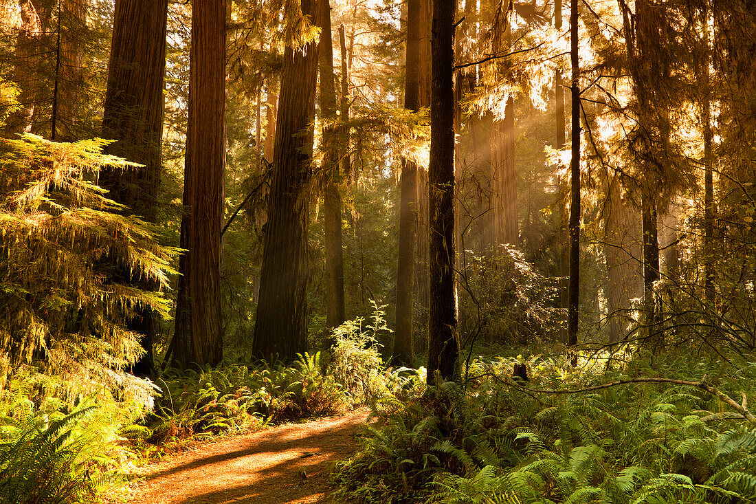 Giant trees and lush forest in the Humboldt Redwoods State Park California, USA