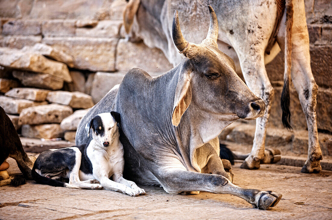 Dog and bull sleeping together.