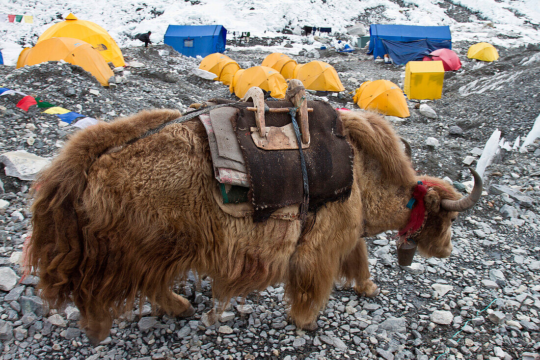 A Yak at Everest Base Camp