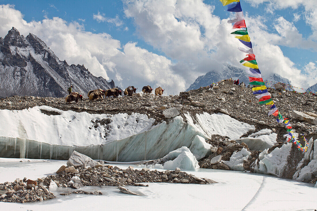 Yaks near to Everest Base camp