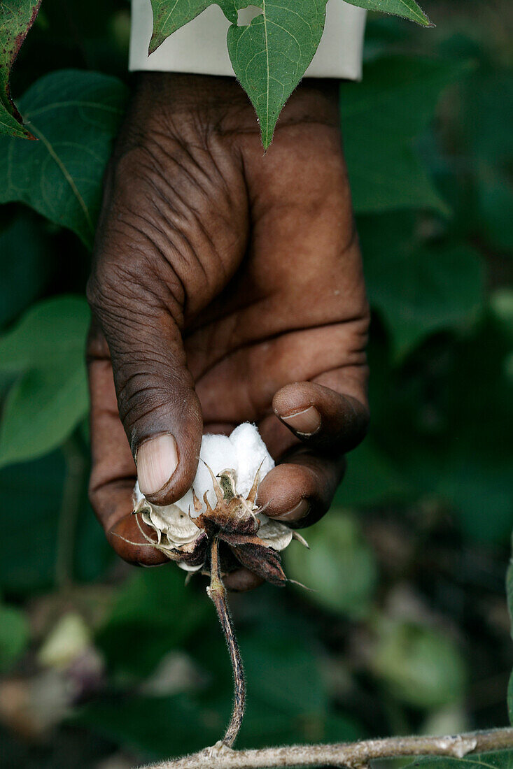 Hand picking cotton.