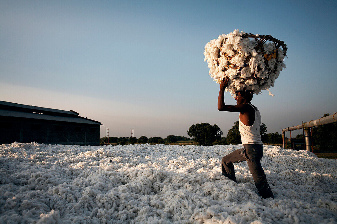 Cotton worker carrying a basket full of cotton.