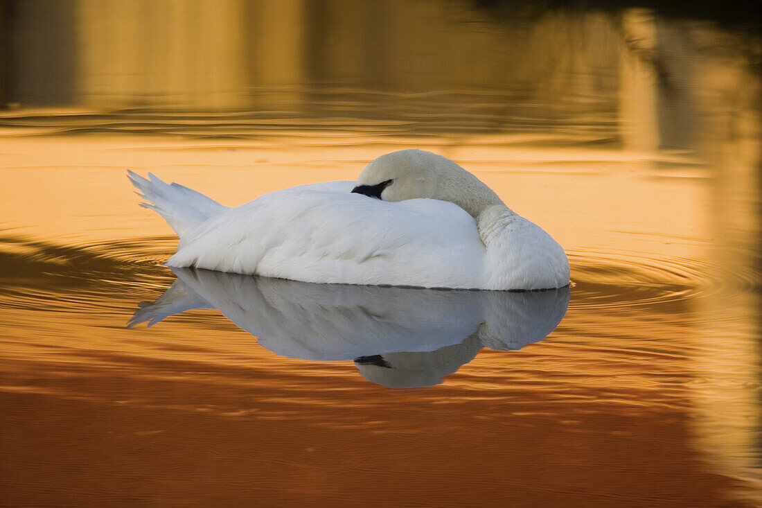 A swan takes a nap while floating in the waters of a central Florida pond.