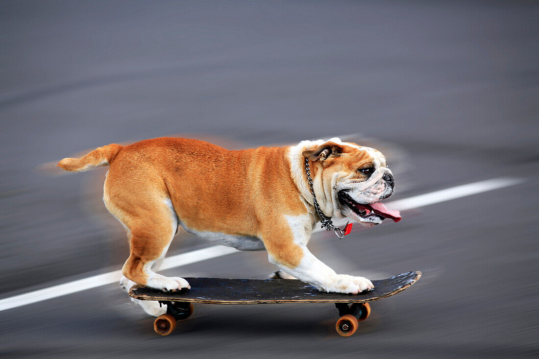 English bulldog on a skateboard - movement shot.  Ralph Talmont / Aurora 