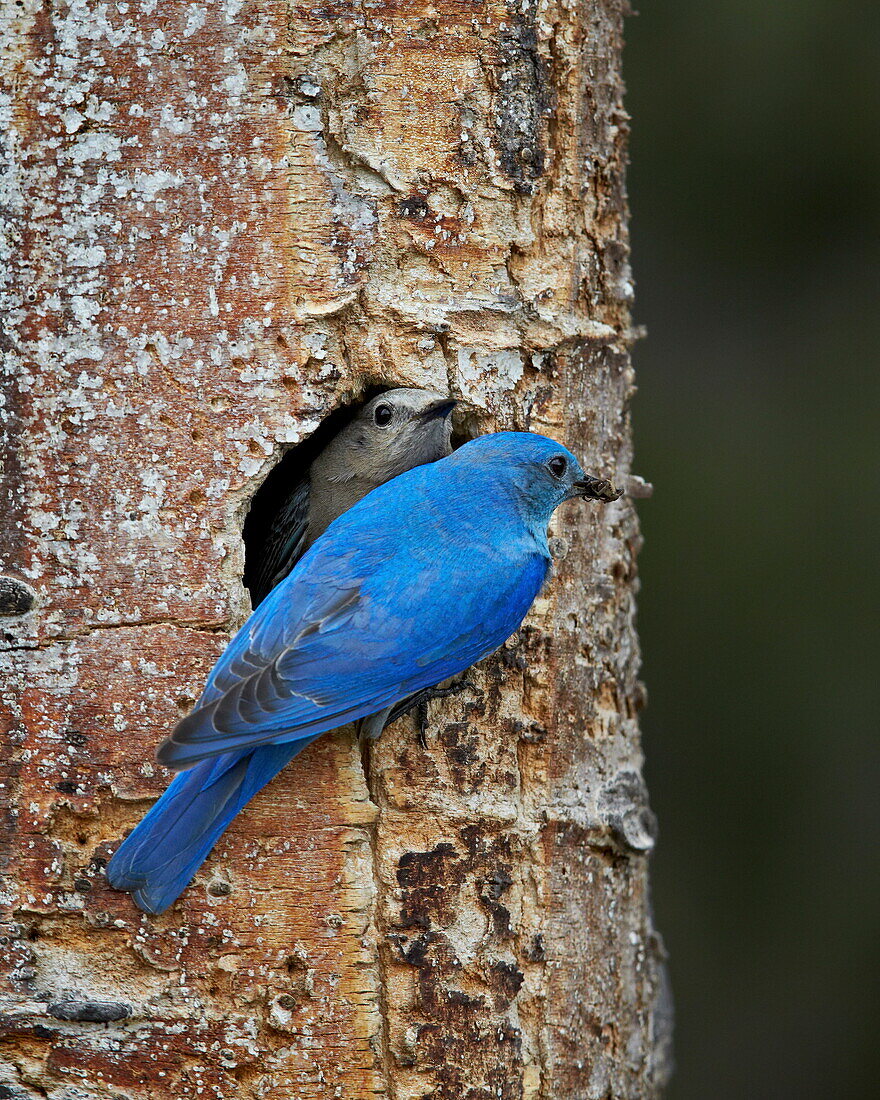 Mountain bluebird (Sialia currucoides) pair at their nest, Yellowstone National Park, Wyoming, United States of America, North America