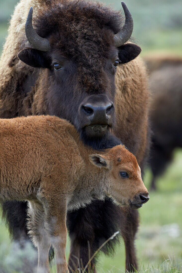 Bison (Bison bison) cow and calf, Yellowstone National Park, Wyoming, United States of America, North America