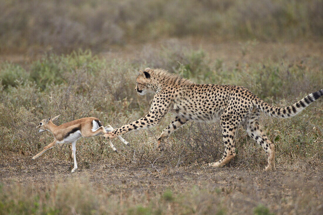 Cheetah (Acinonyx jubatus) cub chasing a baby Thomson's gazelle (Gazella thomsonii), Serengeti National Park, Tanzania, East Africa, Africa