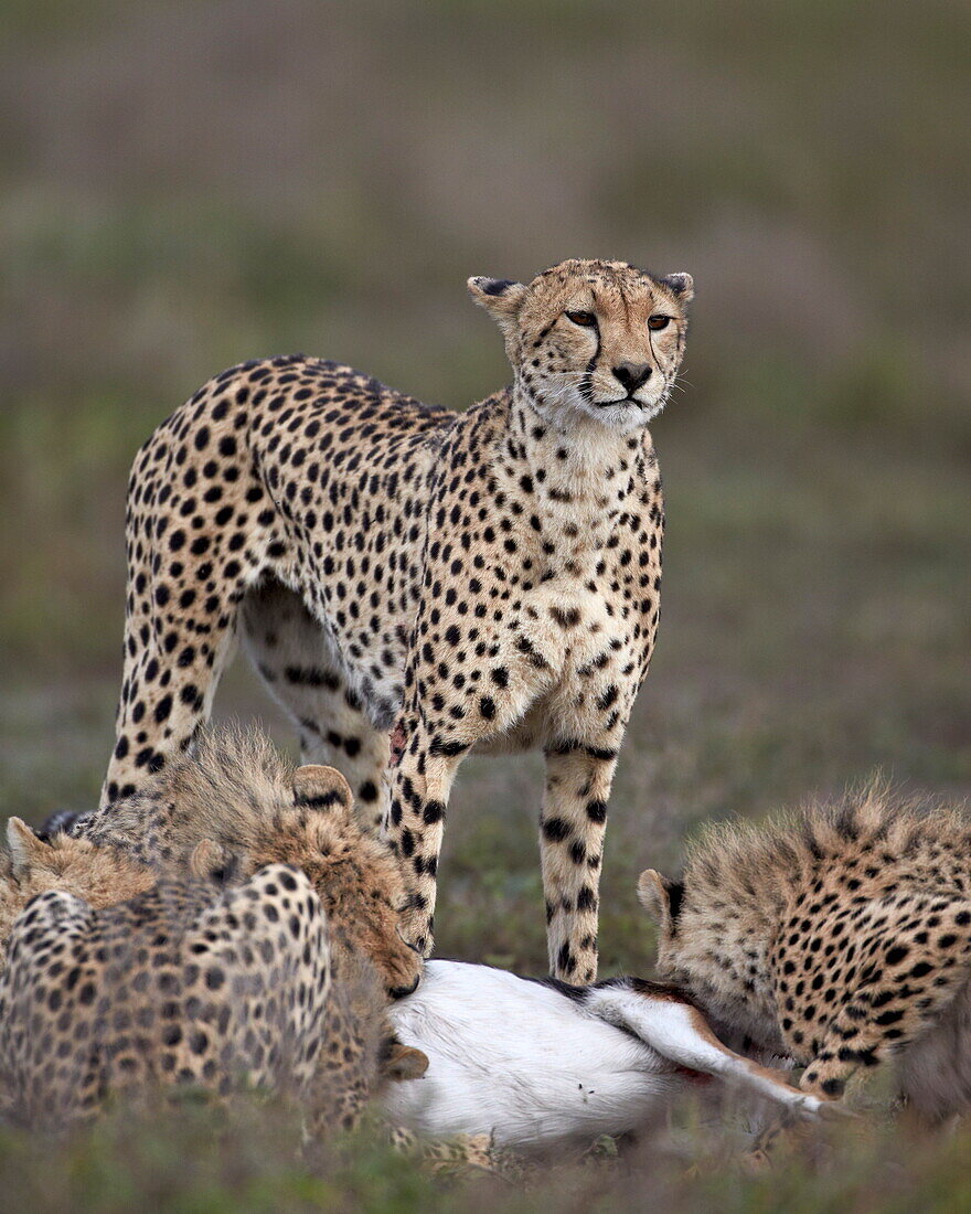 Cheetah (Acinonyx jubatus) mother at a kill with her three cubs, Serengeti National Park, Tanzania, East Africa, Africa