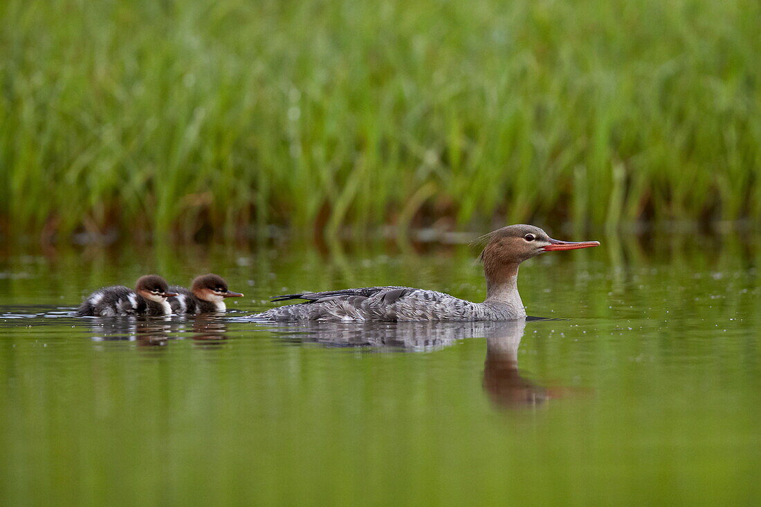 Red-breasted merganser (Mergus serrator) with two chicks, Iceland, Polar Regions